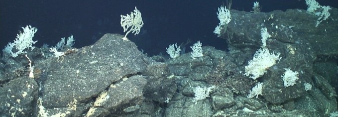 Gorgonian corals (probably Dentomuricea meteor) on rocky bottoms (Azores). © DEEPFUN 