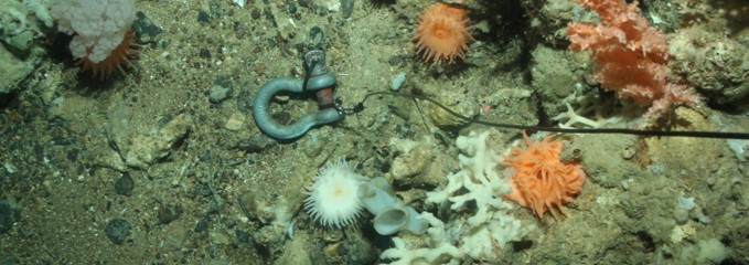 Gorgonian coral (probably Primnoa resedaeformis), sea anemones (actinians) and sponges.                                     © Fisheries and Oceans Canada (DFO). 