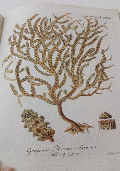 Image from 1st Octocoral Publication by John Ellis in 1755